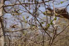 Casearia elliptica